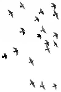 Birds of A Feather Gallery Exhibition